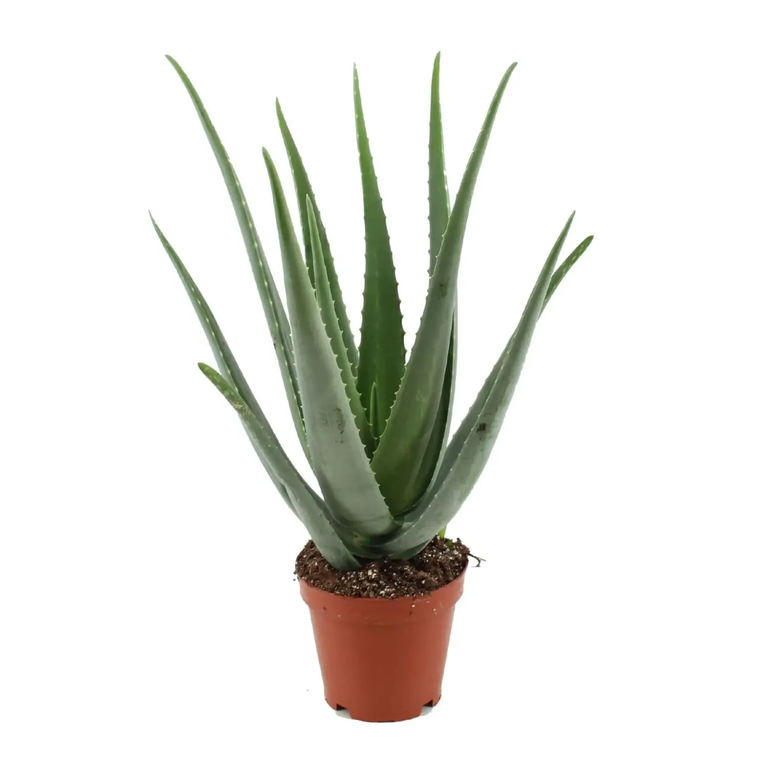 Aloes 'Grey' Aloe vera