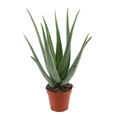 Aloes 'Grey' Aloe vera