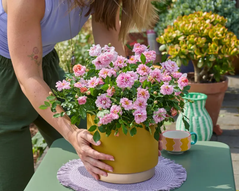 Róża 'Amirose®' Rosa