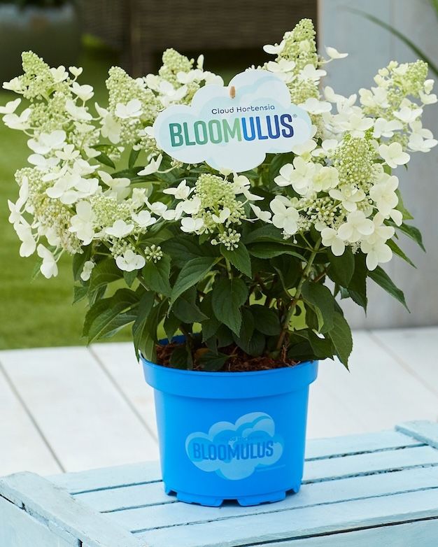 Hortensja bukietowa Bloomulus® 'Cumulus' Hydrangea paniculata