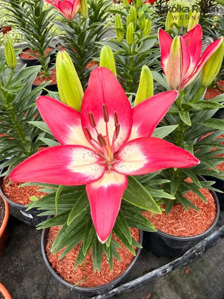 Lilia azjatycka 'Fantastic Pink' Lilium asiatic