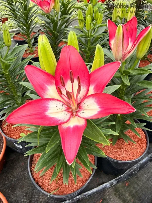 Lilia azjatycka 'Fantastic Pink' Lilium asiatic