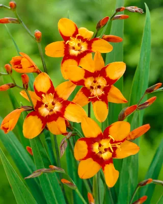 Krokosmia 'Emily Mckanzie' Crocosmia crocosmiiflora