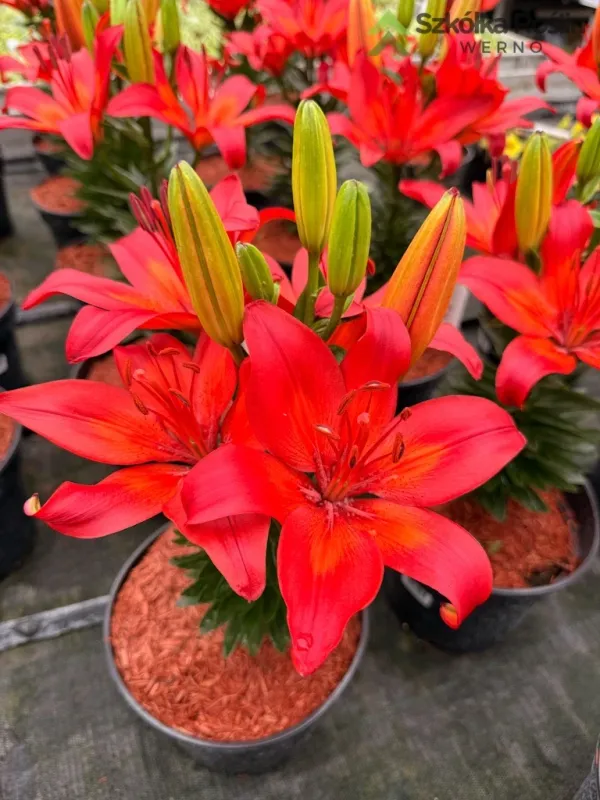 Lilia azjatycka 'Fantastic Red' Lilium asiatic