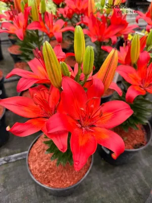 Lilia azjatycka 'Fantastic Red' Lilium asiatic