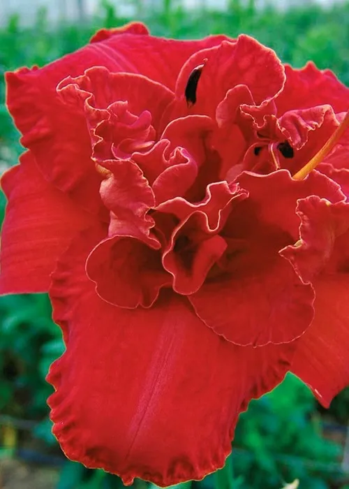 Liliowiec 'Moses Fire' Hemerocalis