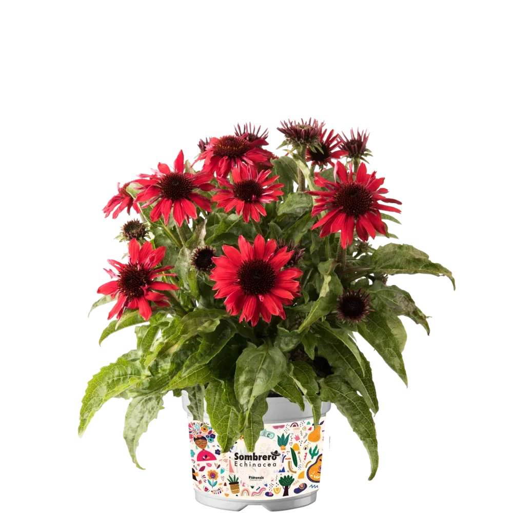 Jeżówka 'Sombrero® Compact Red' Echinacea