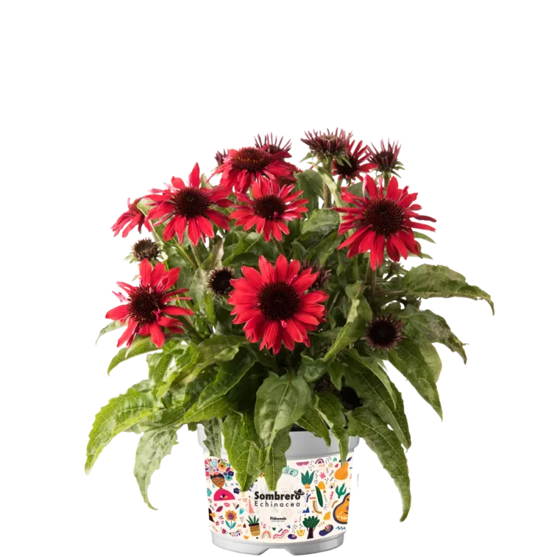 Jeżówka 'Sombrero® Compact Red' Echinacea