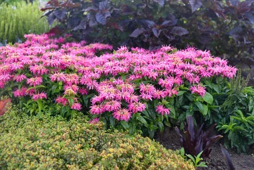 Pysznogłówka 'Leading Lady Pink' Monarda hybrida