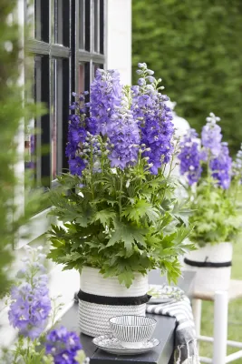 Ostróżka 'Dignity® Blue Shades' Delphinium cultorum