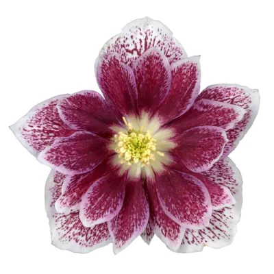 Ciemiernik 'Glamour™ Purple Flame' Helleborus