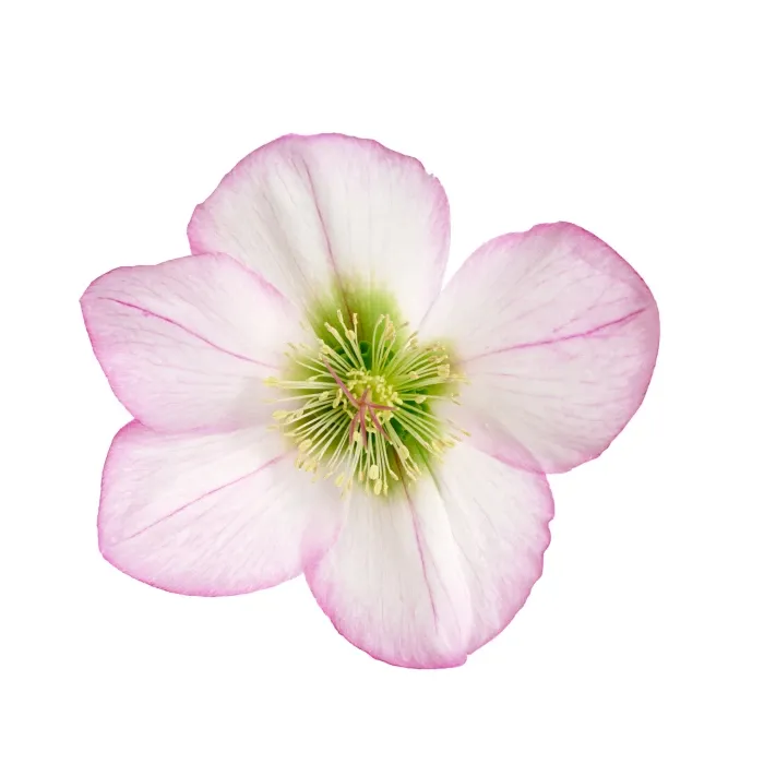 Ciemiernik 'JWLS® Chrystal Halo Hz141' Helleborus