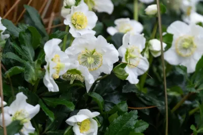 Ciemiernik 'Awesome® Heavenly' Helleborus