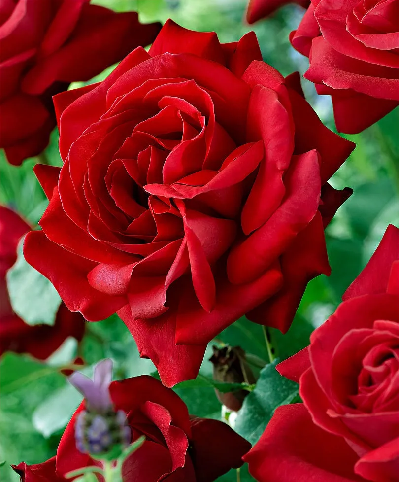 Róża wielokwiatowa 'Anna' Rosa