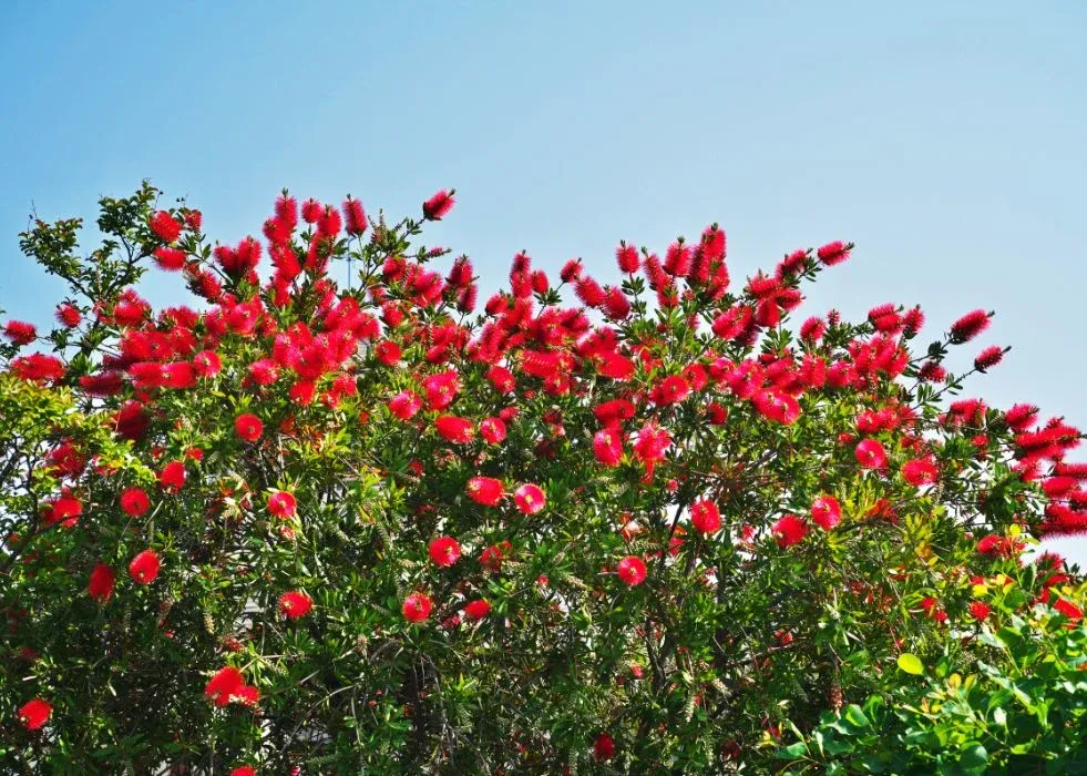 Kuflik Callistemon