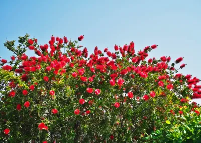 Kuflik Callistemon