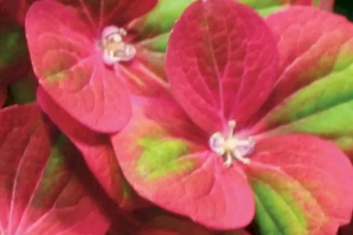 Hortensja ogrodowa 'Magical® Greenfire Red' Hydrangea macrophylla