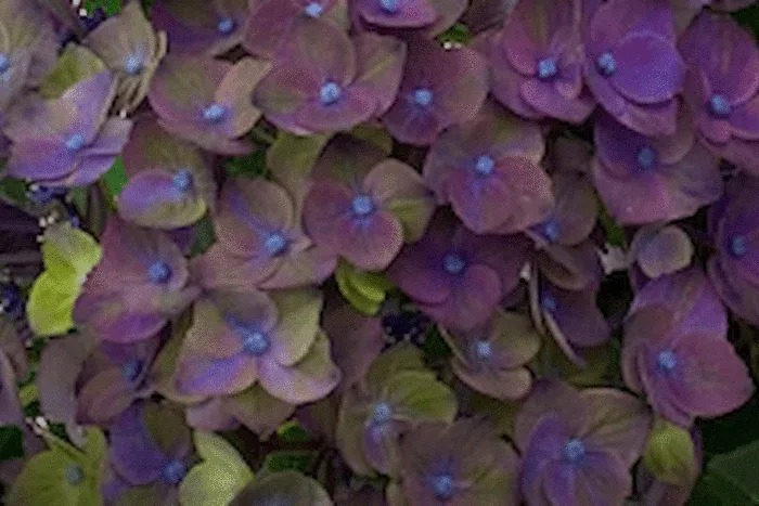 Hortensja ogrodowa 'Magical® Greenfire Purple' Hydrangea macrophylla