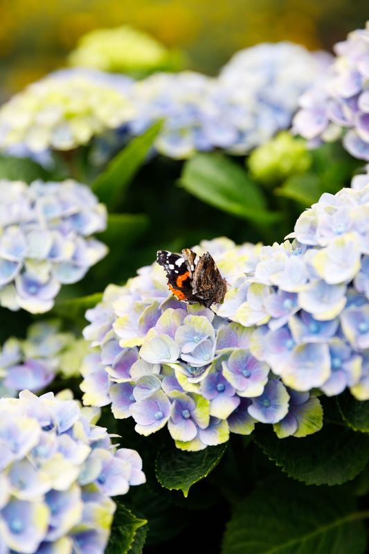 Hortensja ogrodowa na pniu 'Magical® Revolution Blue' Hydrangea macrophylla