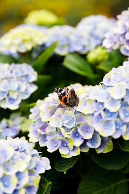 Hortensja ogrodowa na pniu 'Magical® Revolution Blue' Hydrangea macrophylla