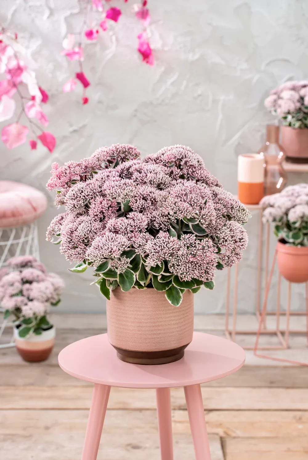 Rozchodnik 'La Vie en Rose' Sedum telephium
