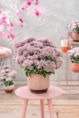 Rozchodnik 'La Vie en Rose' Sedum telephium