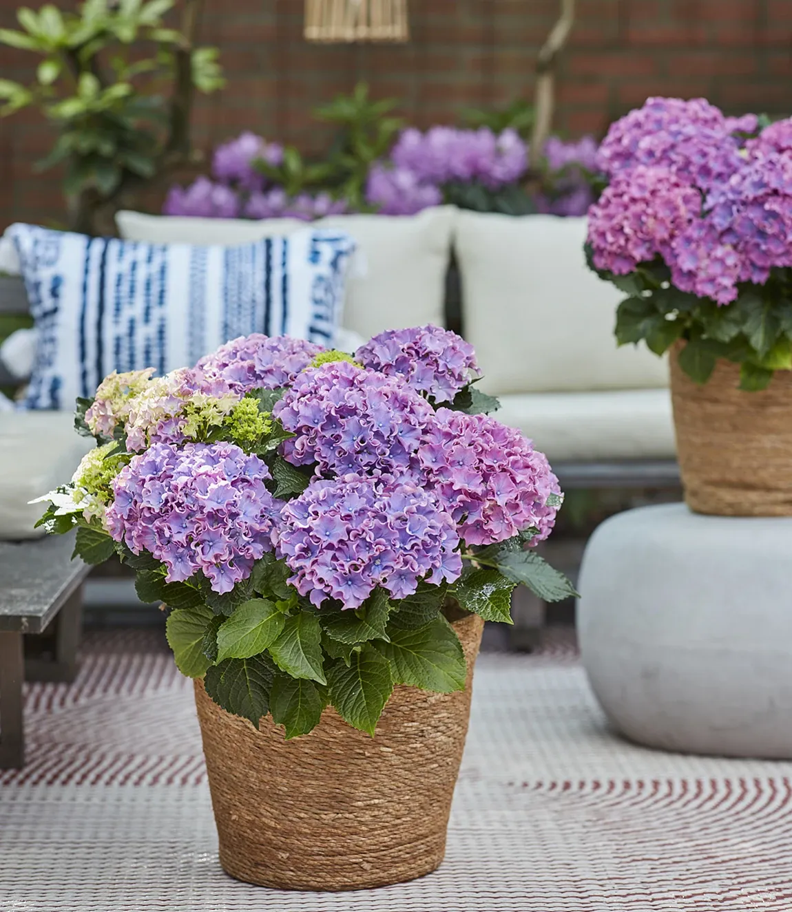 Hortensja ogrodowa Surfing Safari 'Seaside Blue' Hydrangea macrophylla