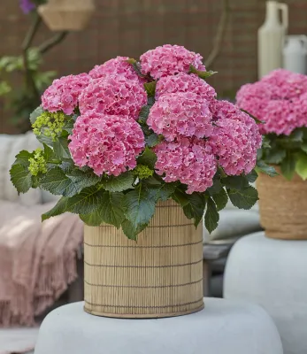 Hortensja ogrodowa Surfing Safari 'Seaside Pink' Hydrangea macrophylla