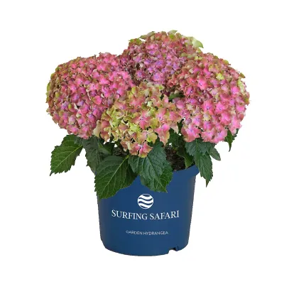 Hortensja ogrodowa Surfing Safari 'Sunset' Hydrangea macrophylla Hortensja ogrodowa Surfing Safari 'Sunset' Hydrangea macrophylla