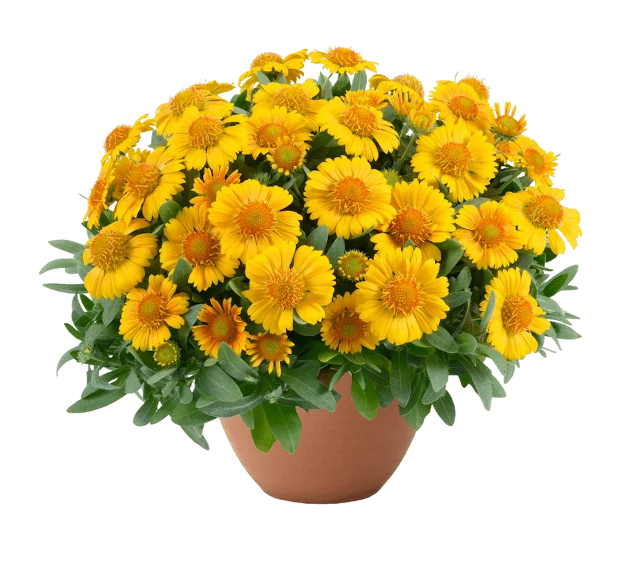 Gaillardia 'Gusto™ Lemon' Gaillardia aristata