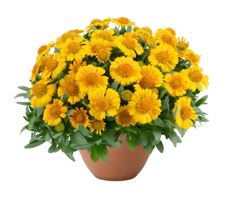 Gaillardia 'Gusto™ Lemon' Gaillardia aristata