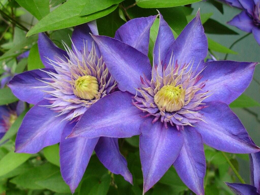 Powojnik 'Multi Blue' Clematis