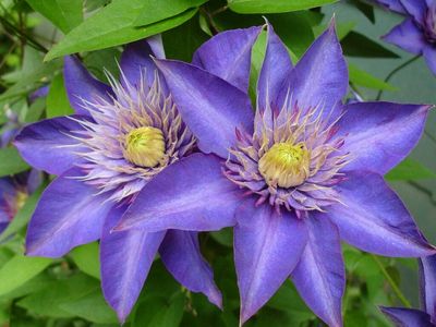 Powojnik 'Multi Blue' Clematis