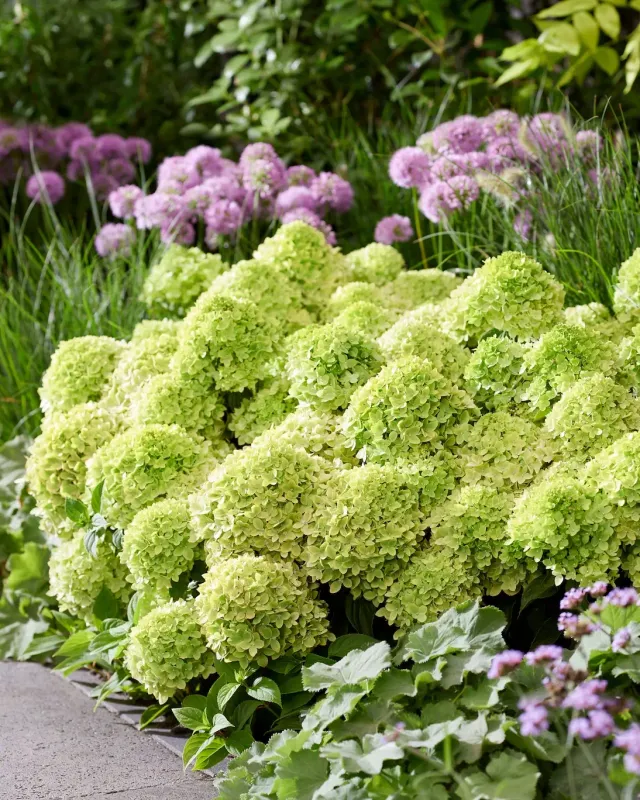 Hortensja bukietowa 'Groundbreaker® Greeny™' Hydrangea paniculata