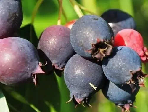 Świdośliwa olcholistna 'Krasnojarskaja' Amelanchier alnifolia