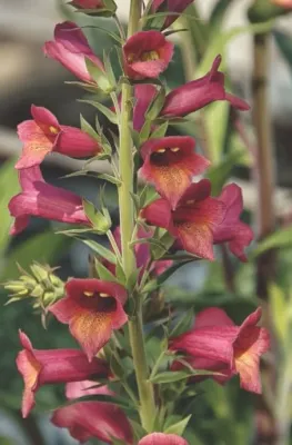 Naparstnica 'Illumination Raspberry' Digitalis