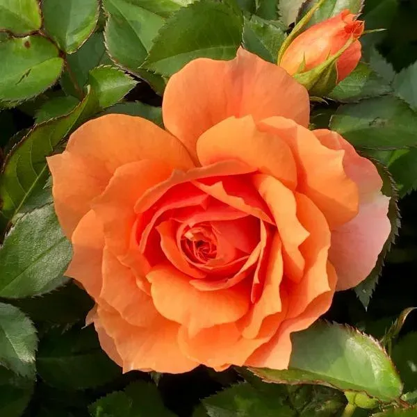 Róża 'Isn't she® Beautiful' Rosa