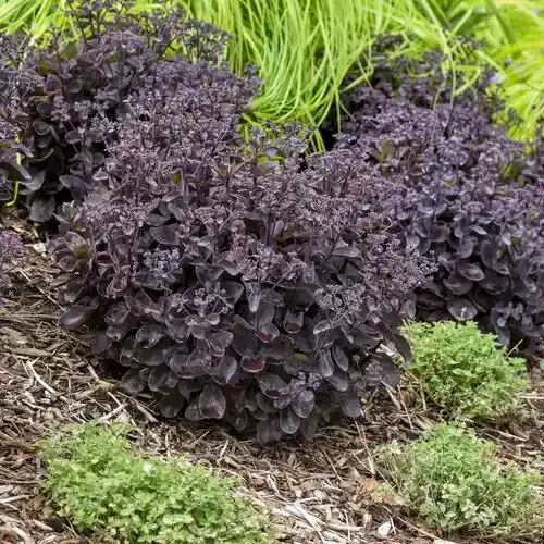 Rozchodnik 'Rock N Grow® Back in Black' Sedum telephium
