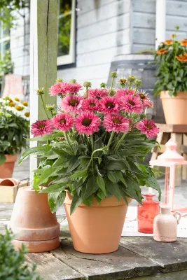 Jeżówka 'Bolero Pink' Echinacea hybrida