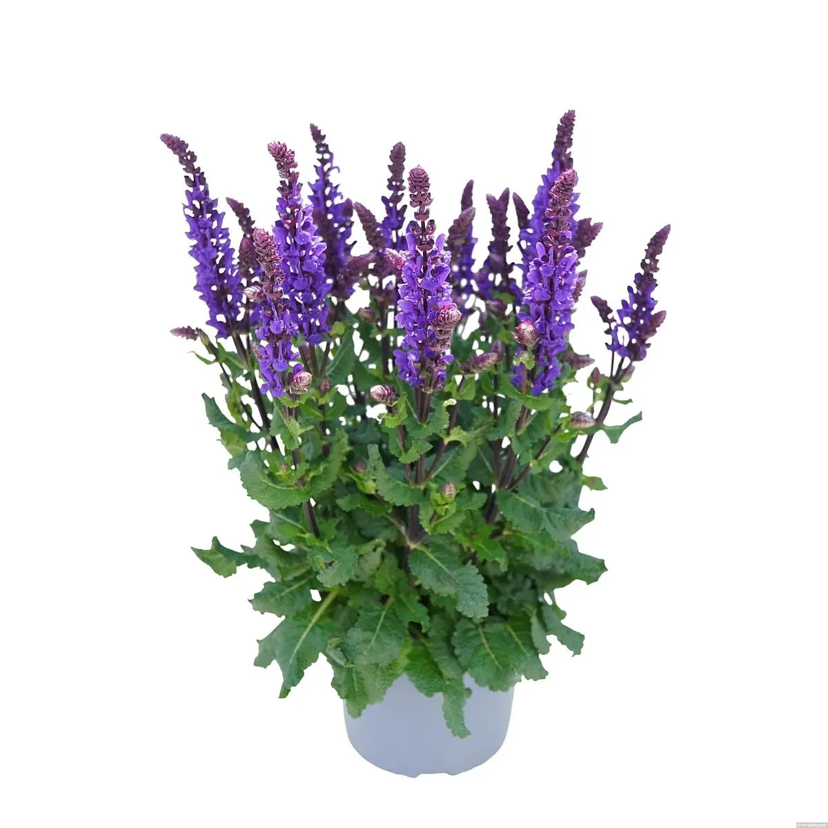 Szałwia omszona 'Great Grape' Salvia nemorosa