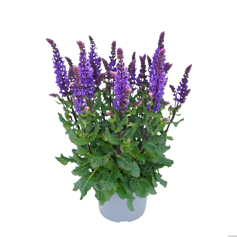 Szałwia omszona 'Great Grape' Salvia nemorosa