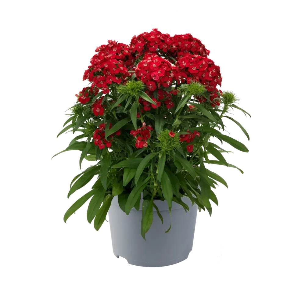 Goździk brodaty 'Dart Scarlet' Dianthus barbatus