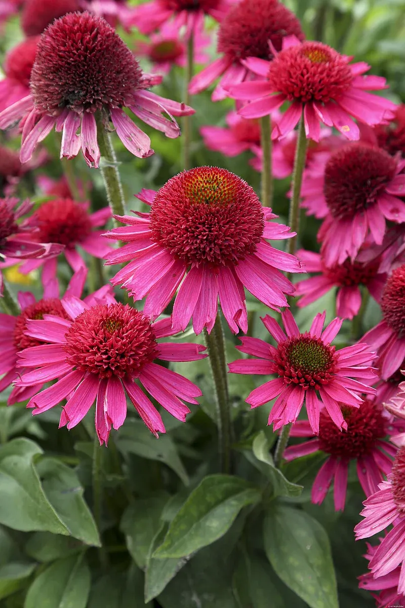 Jeżówka 'Delicious Candy' Echinacea hybrida