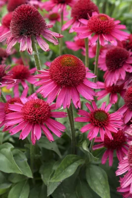 Jeżówka 'Delicious Candy' Echinacea hybrida