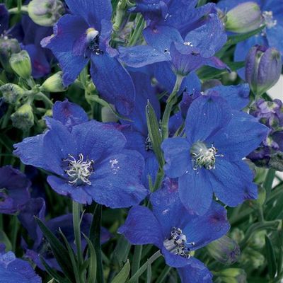 Ostróżka wielkokwiatowa 'Delfix Blue' Delphinium grandiflorum