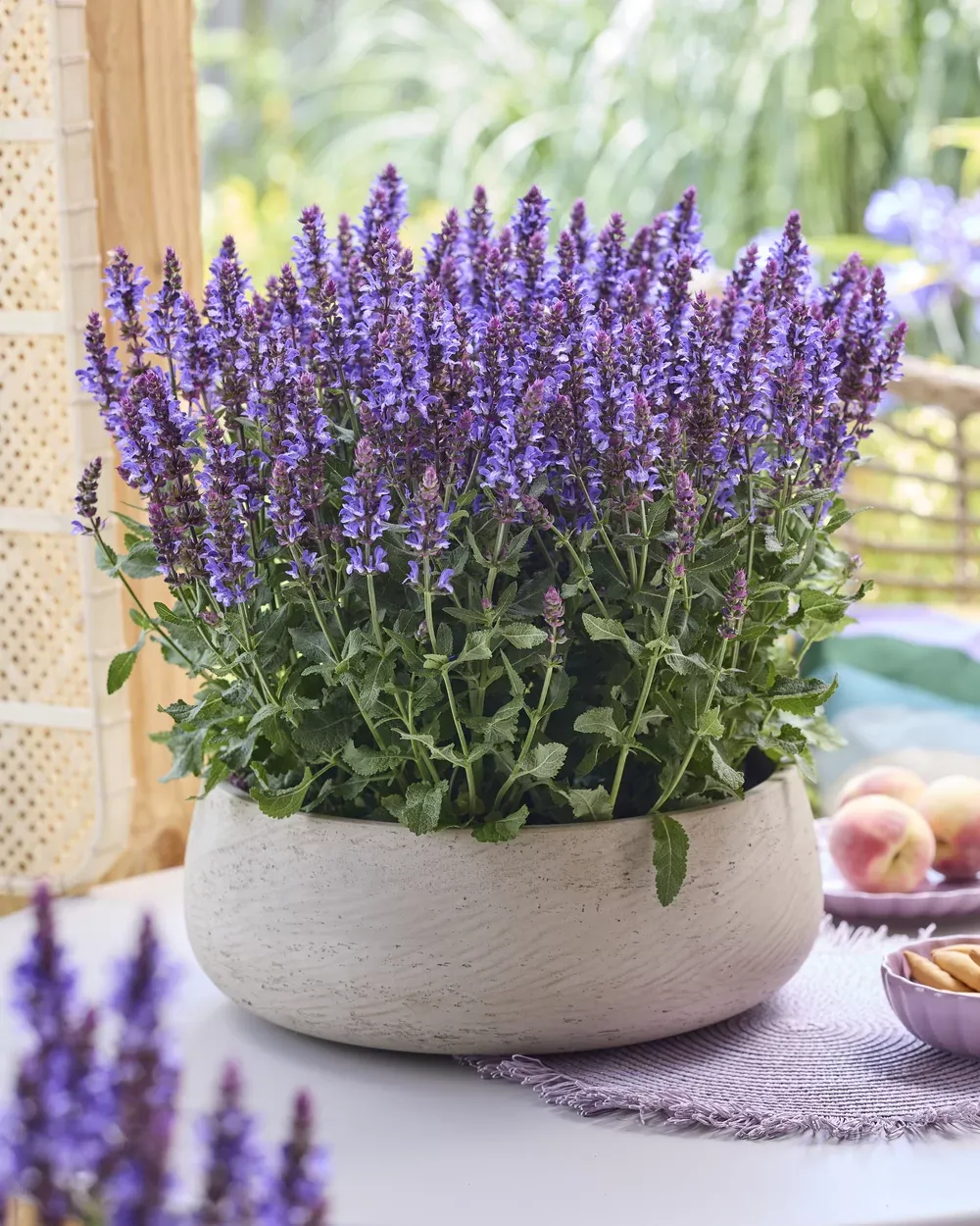 Szałwia omszona 'Sensation® Special Blue Bicolour' Salvia nemorosa