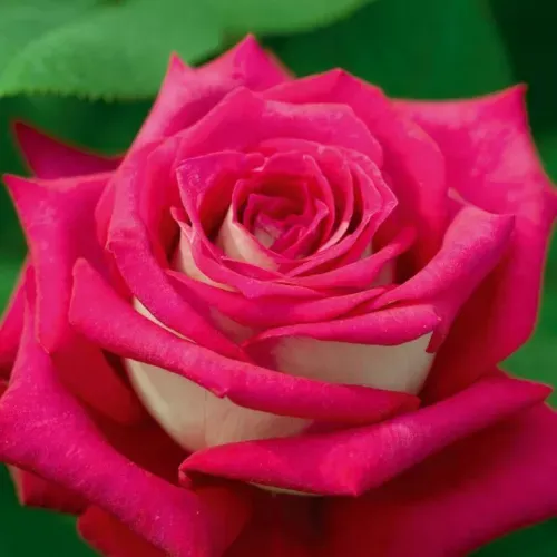 Róża wielkokwiatowa 'Monica Belluci'® Rosa