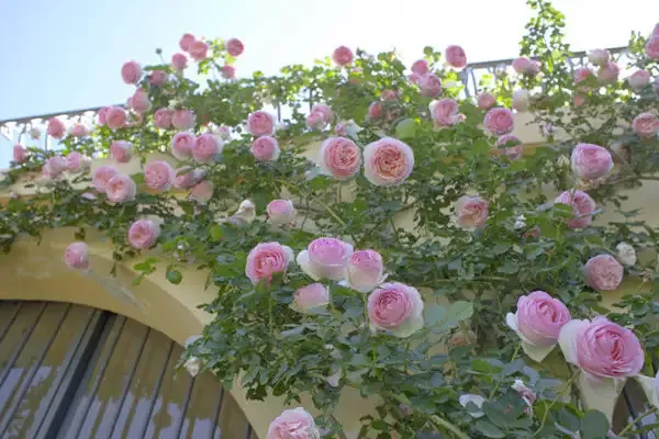 Róża pnąca ROMANTICA® 'GPT Pierre de Meiviolin' Rosa
