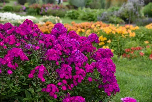 Floks wiechowaty 'Opening Act Ultraviolet' Phlox paniculata