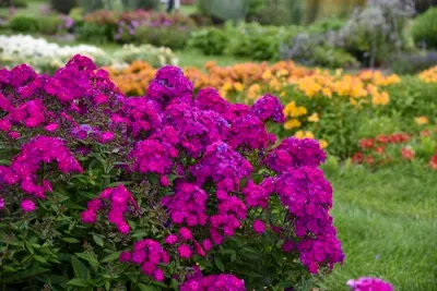 Floks wiechowaty 'Opening Act Ultraviolet' Phlox paniculata